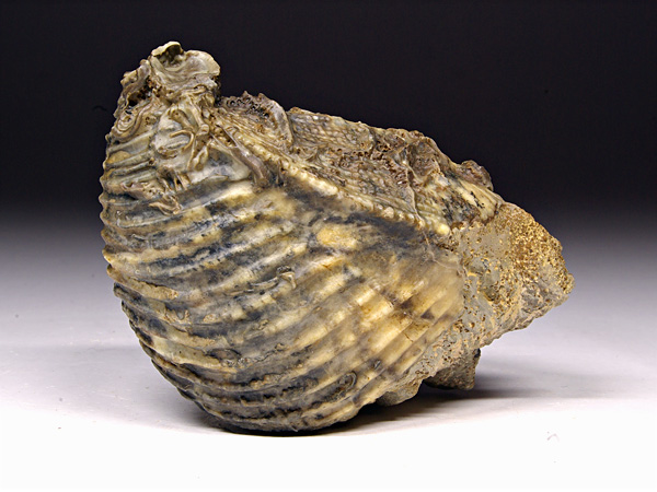 Trigonia (Dreiecksmuschel) aus Sengenthal