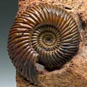Ammoniten (Parkensonia) aus Sengenthal