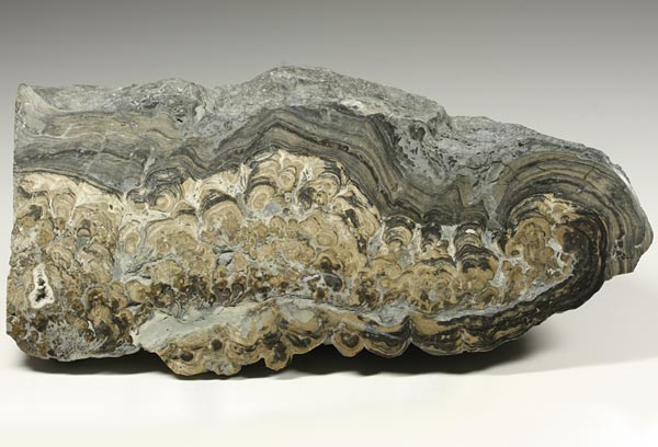 Stromatolith aus Deutschland, Th�ster Berg