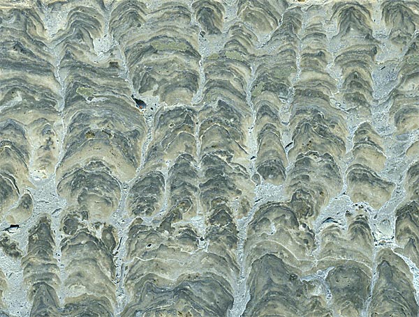 Stromatolith aus Deutschland, Th�ster Berg