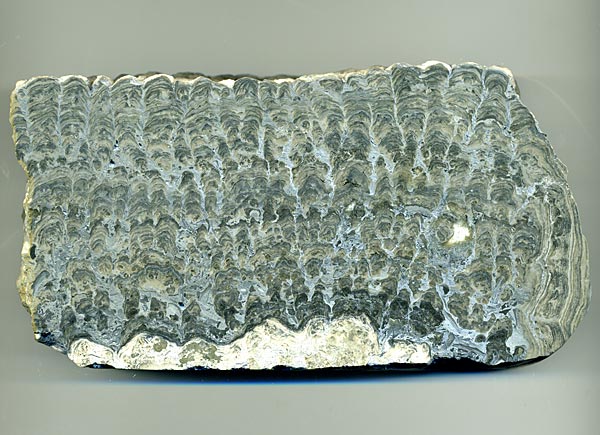 Stromatolith aus Deutschland, Th�ster Berg