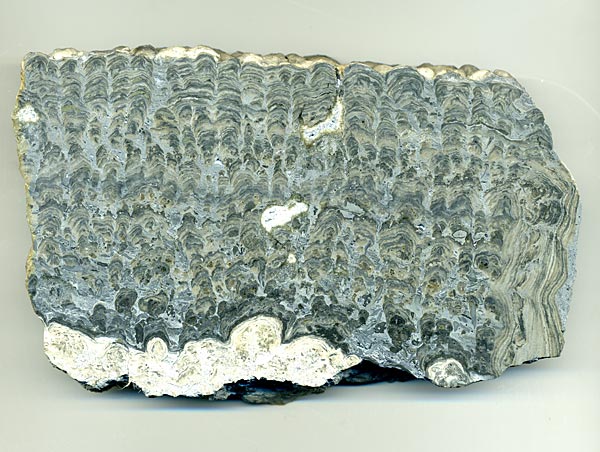 Stromatolith aus Deutschland, Th�ster Berg
