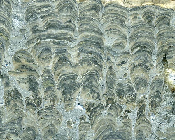 Stromatolith aus Deutschland, Th�ster Berg