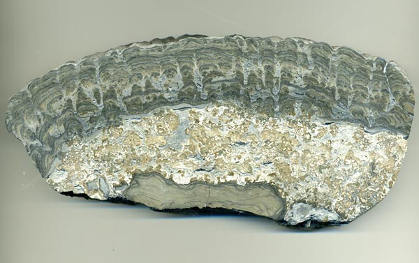 Stromatolith aus Deutschland, Th�ster Berg