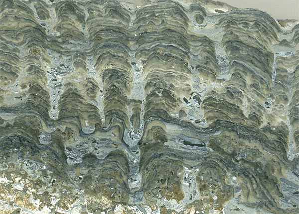 Stromatolith aus Deutschland, Th�ster Berg