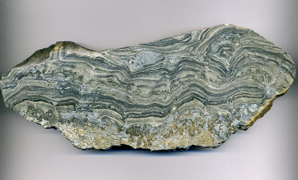 Stromatolith aus Deutschland, Th�ster Berg