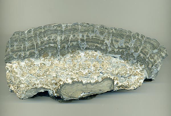 Stromatolith aus Deutschland, Th�ster Berg