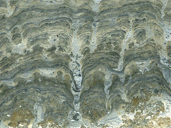 Stromatolith aus Deutschland, Th�ster Berg