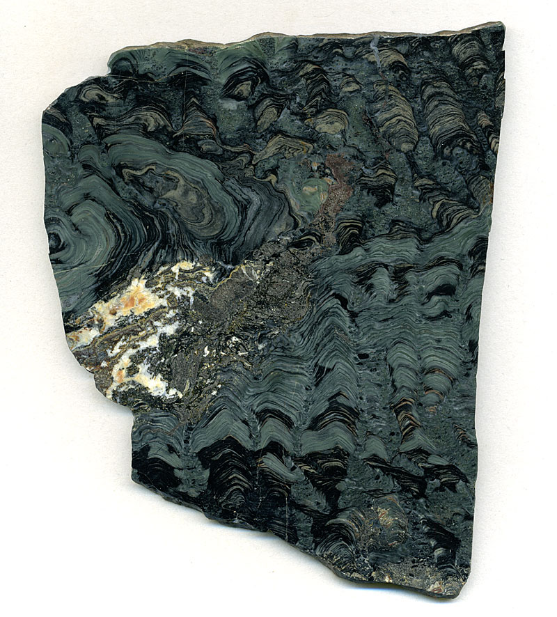 Stromatolithen aus Amerika