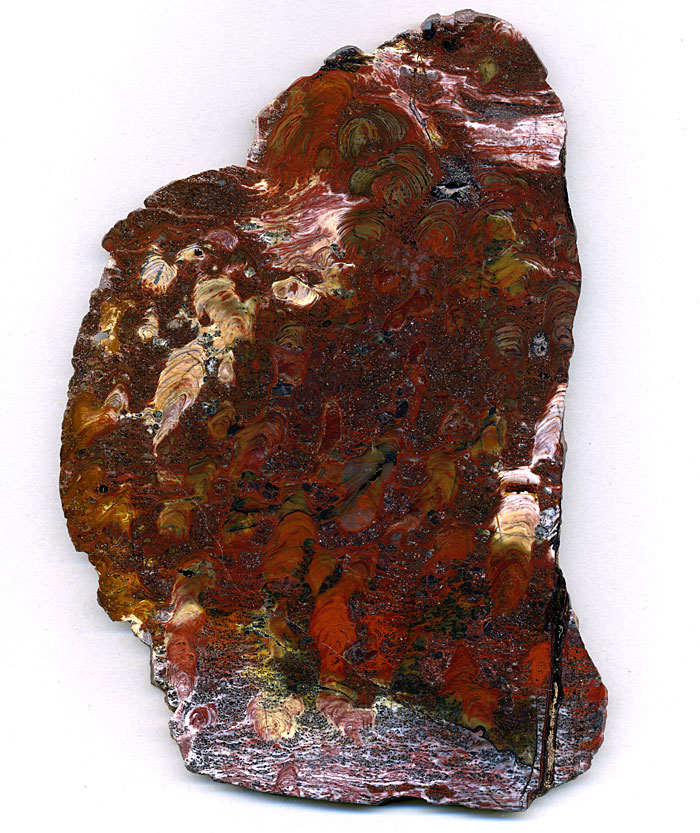 Stromatolithen aus Amerika