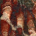 groe Stromatolithenplatte aus Minnesota