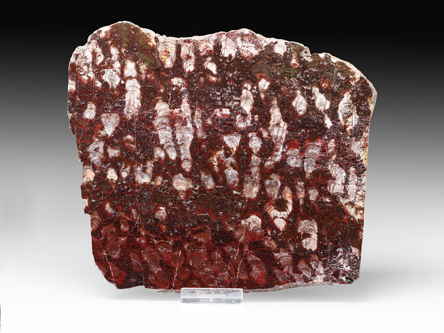 Stromatolithen-Platte