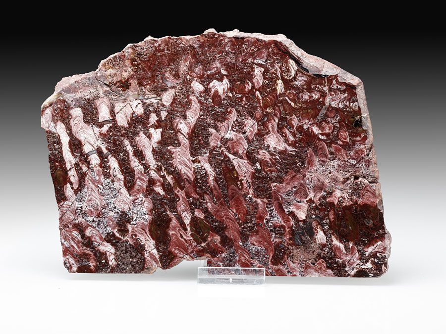 Stromatolithen-Platte