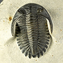 Trilobiten aus Marokko