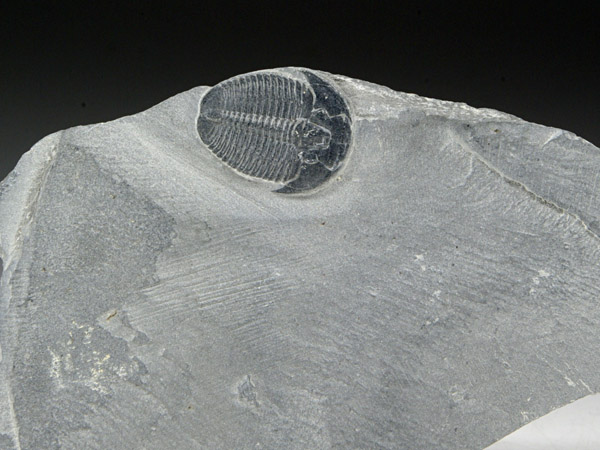 Trilobit, Elrathia kingii