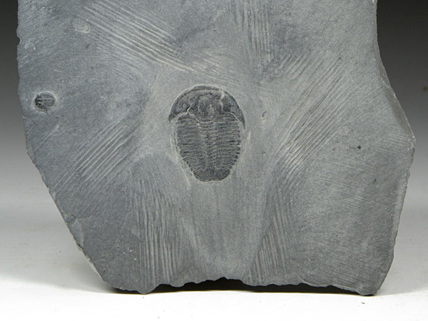 Trilobit, Elrathia kingii