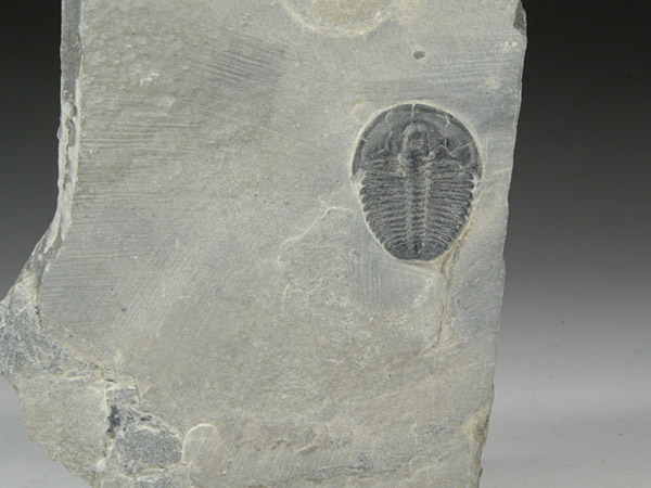 Trilobit, Elrathia kingii