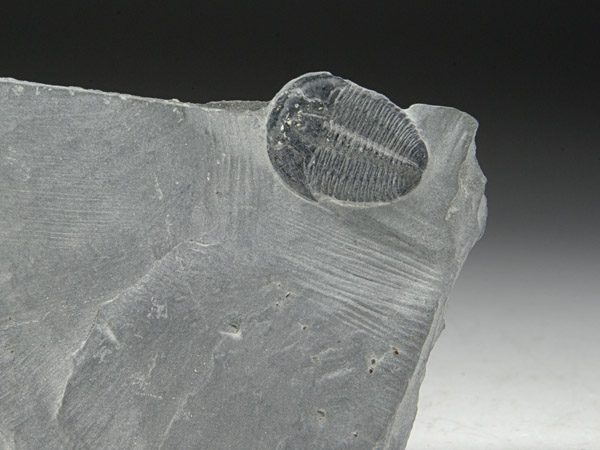 Trilobit, Elrathia kingii
