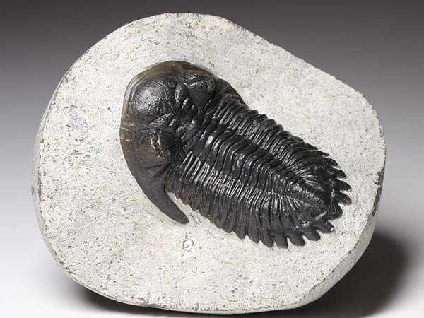 Trilobit aus Marokko