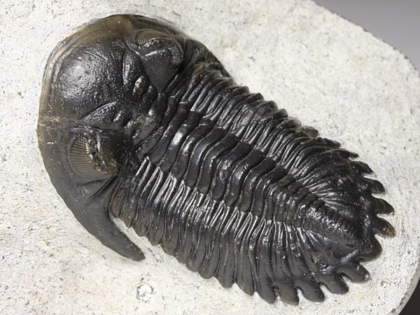 Trilobit aus Marokko