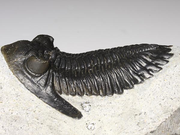 Trilobit aus Marokko