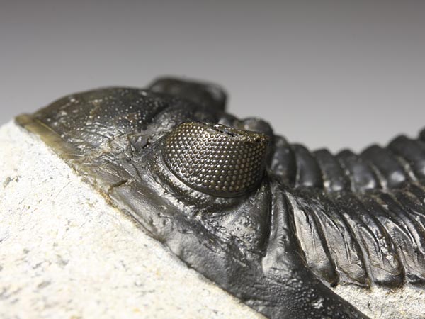Trilobit aus Marokko