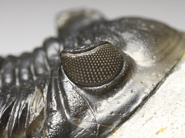 Trilobit aus Marokko