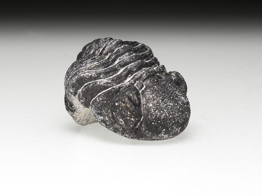 eingerollter Phacops-Trilobit