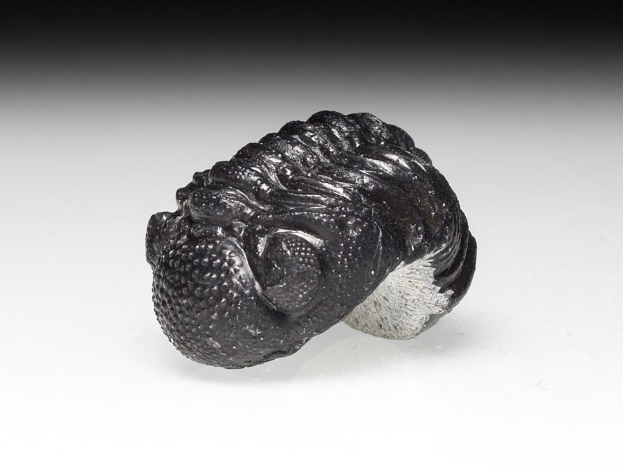 Phacops-Trilobit