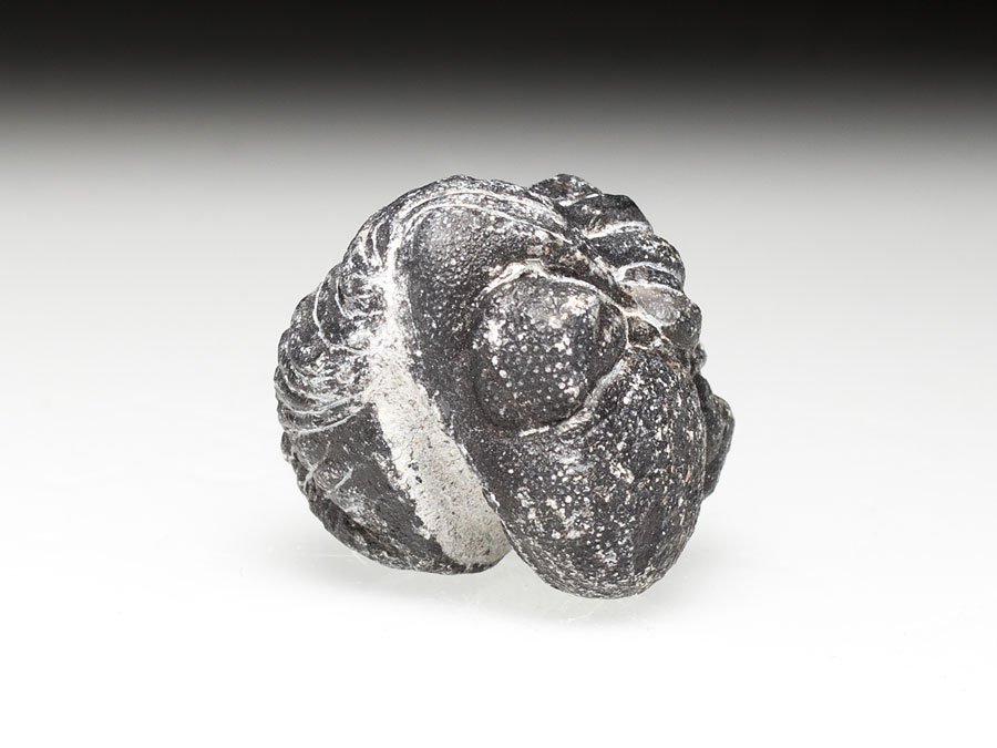 Phacops-Trilobit