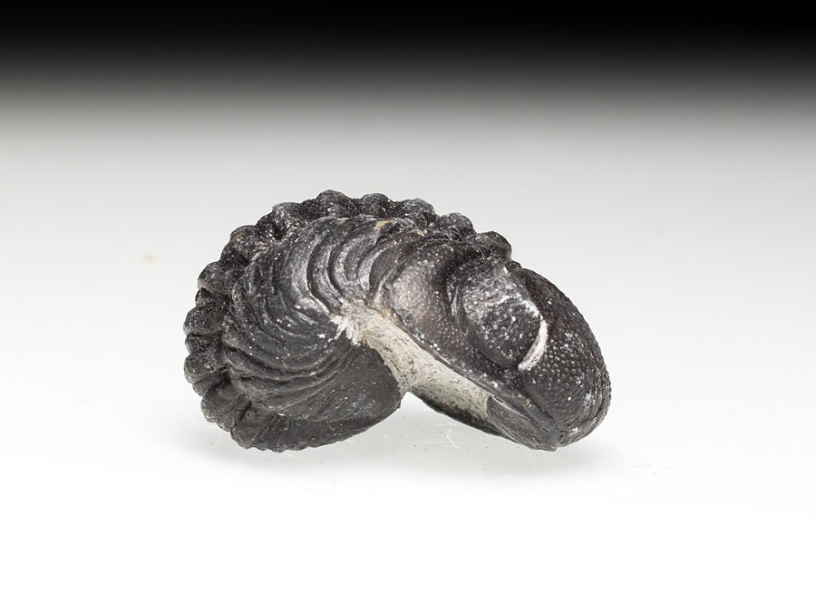 eingerollter Phacops-Trilobit