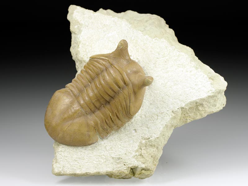 Trilobit aus Russland