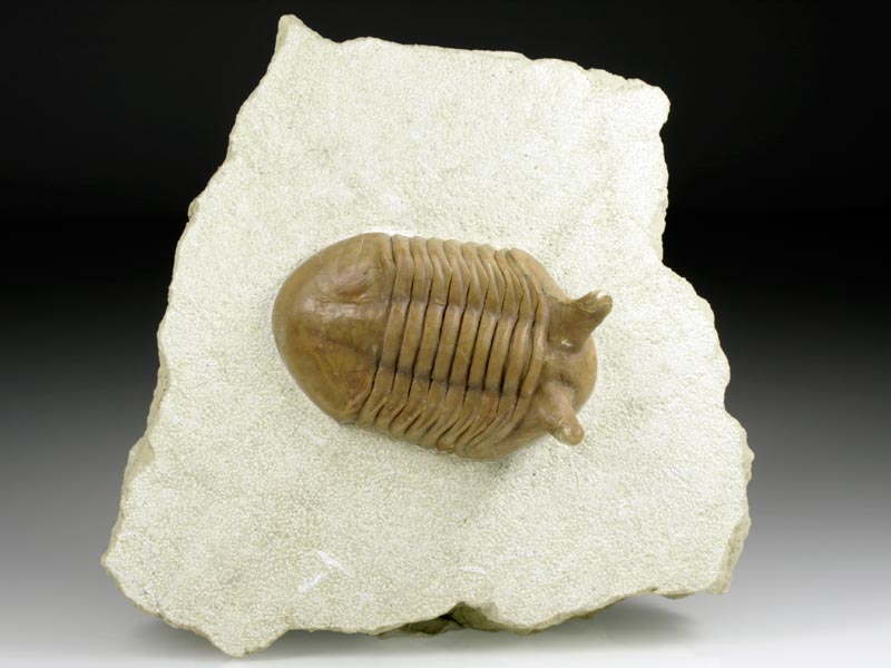 Trilobit aus Russland