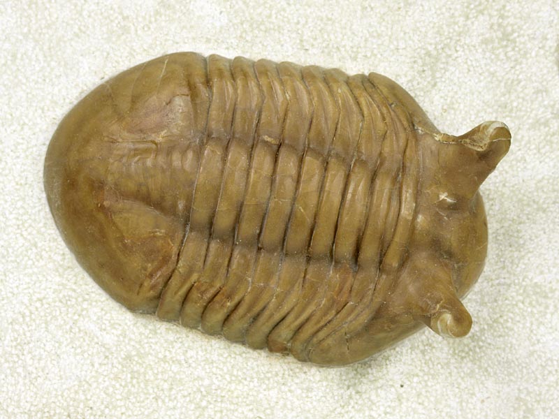 Trilobit aus Russland