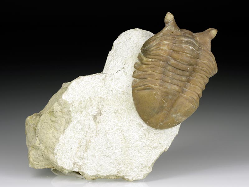 Trilobit aus Russland