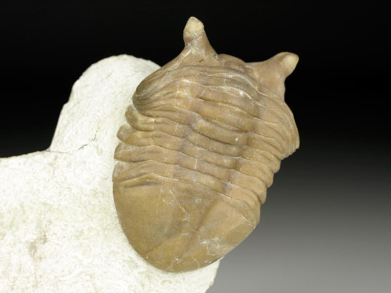 Trilobit aus Russland