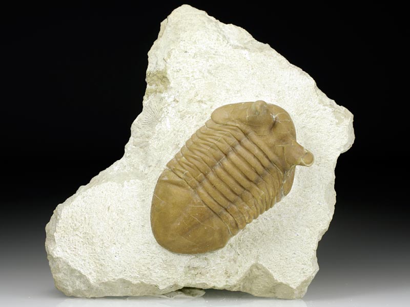 Trilobit aus Russland