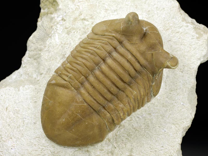 Trilobit aus Russland