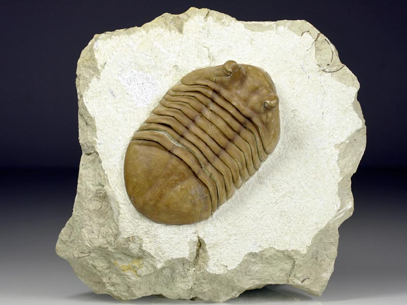 Trilobit aus Russland
