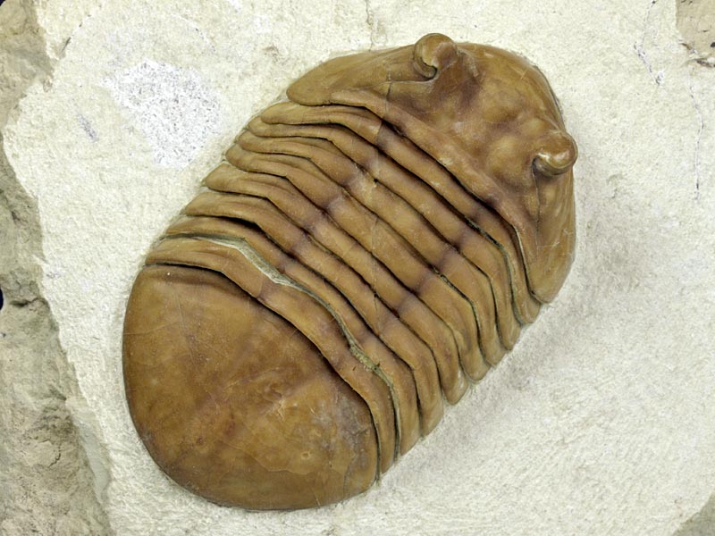 Trilobit aus Russland