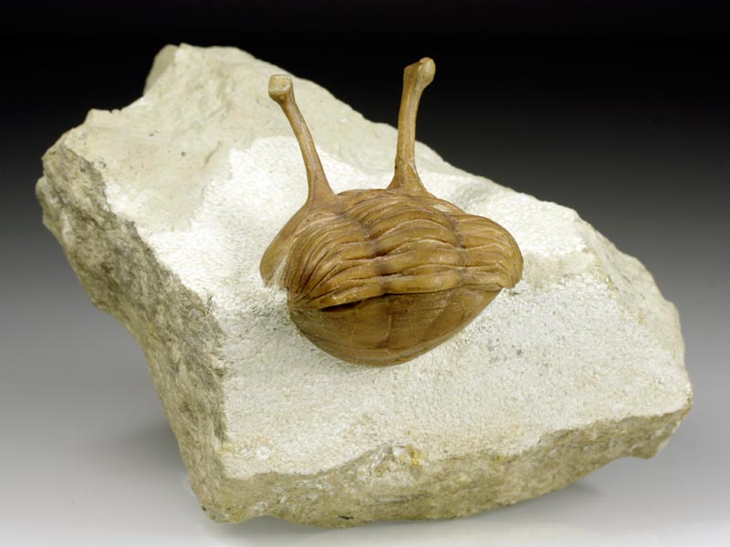 Trilobit aus Russland