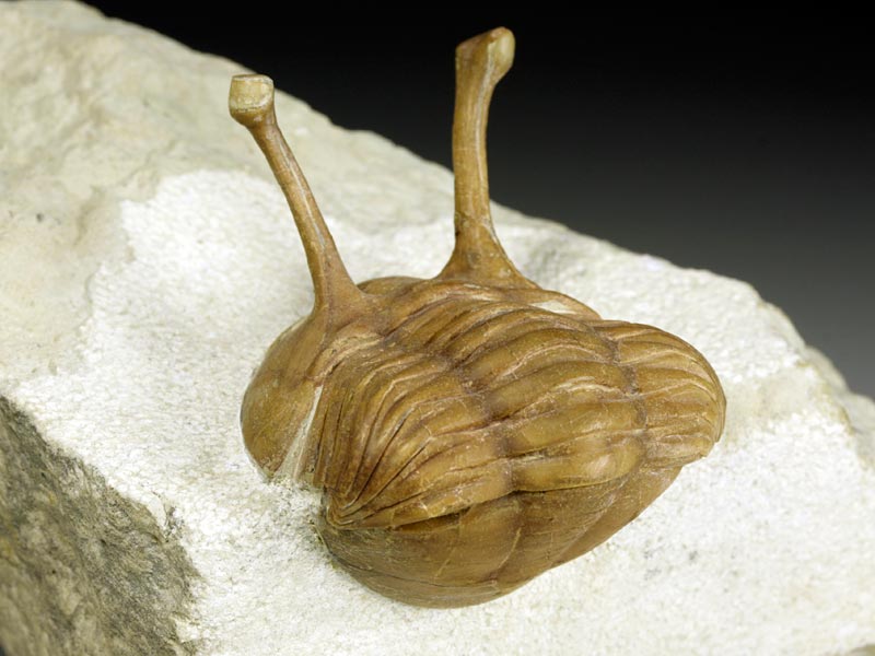 Trilobit aus Russland