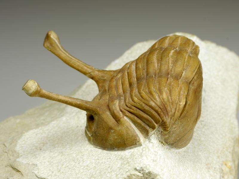 Trilobit aus Russland