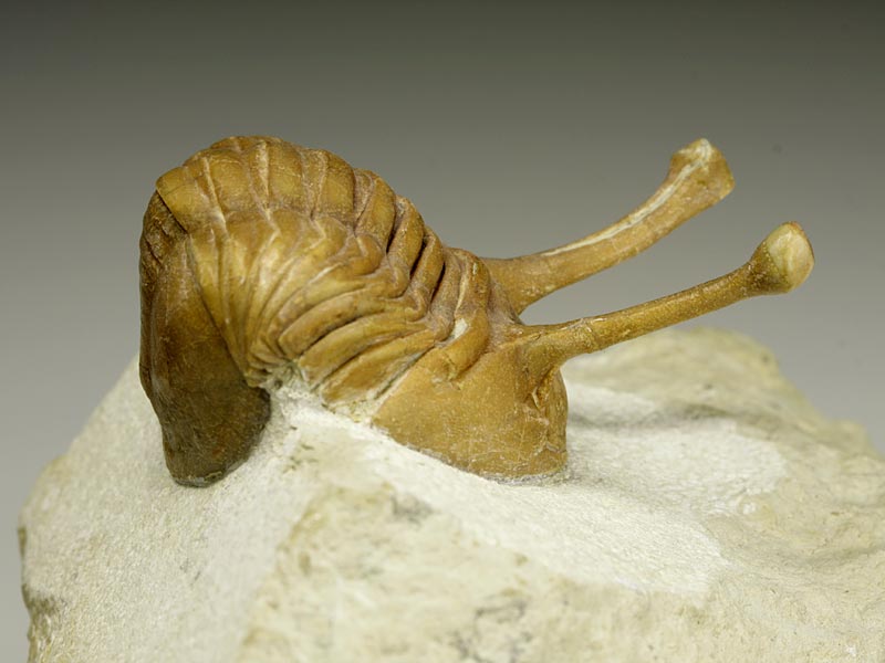 Trilobit aus Russland