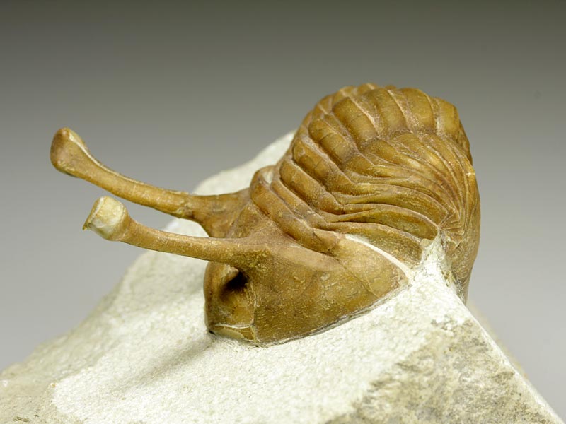 Trilobit aus Russland