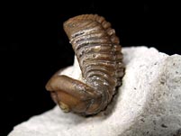 Trilobit aus Gotland, Schweden