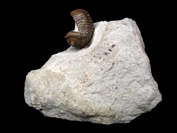 Trilobit aus Gotland