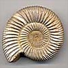 Fossilien - Ammoniten