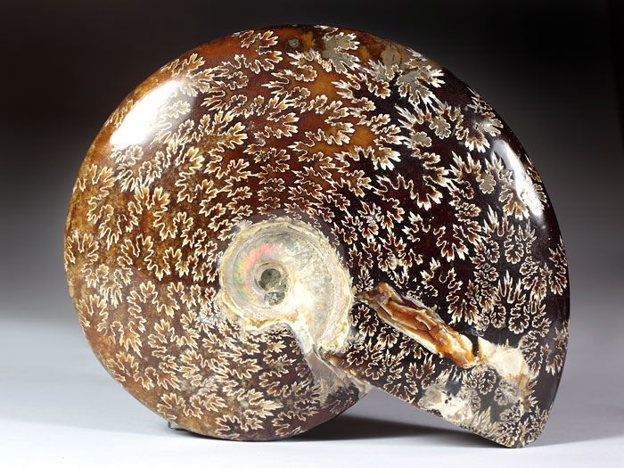 geschliffener Ammonit
aus Madagaskar