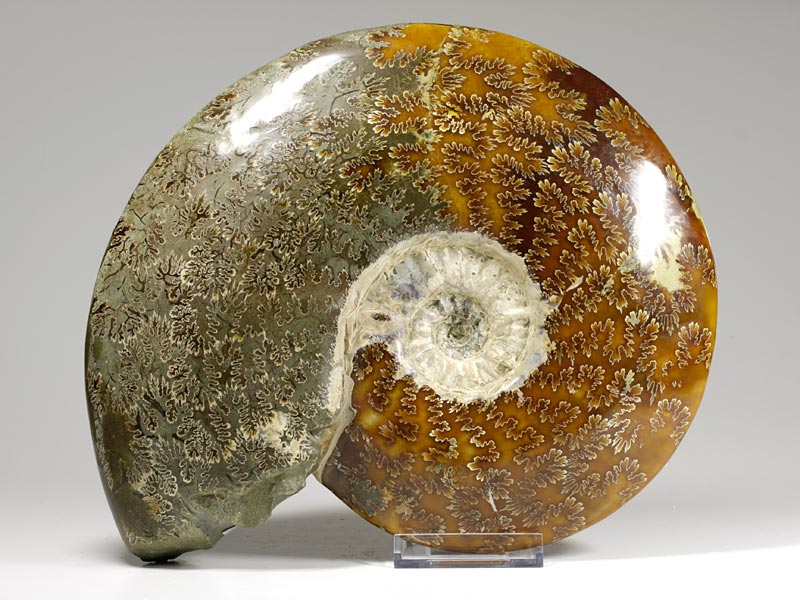 geschliffener Ammonit
                                aus Madagaskar